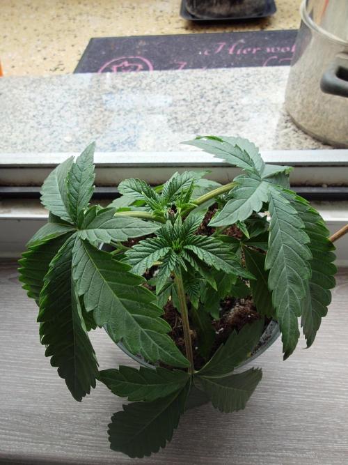 Radical Juice - Out and In. Week 4
