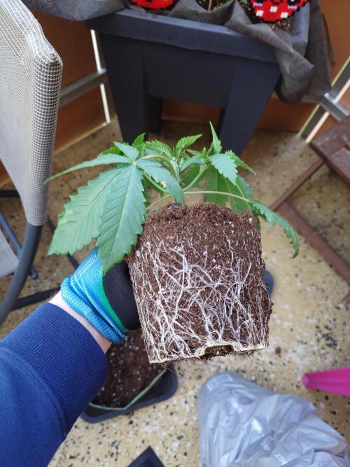 Radical Juice - Out and In. Week 4