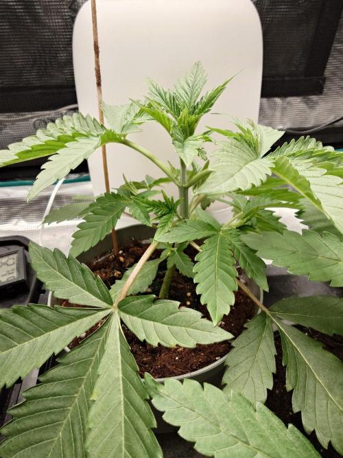 Radical Juice - Out and In. Week 4