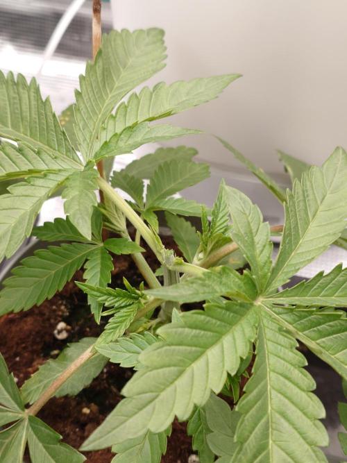 Radical Juice - Out and In. Week 4