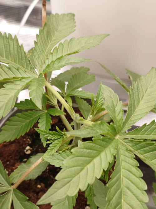 Radical Juice - Out and In. Week 4