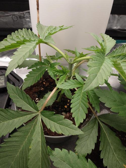 Radical Juice - Out and In. Week 4