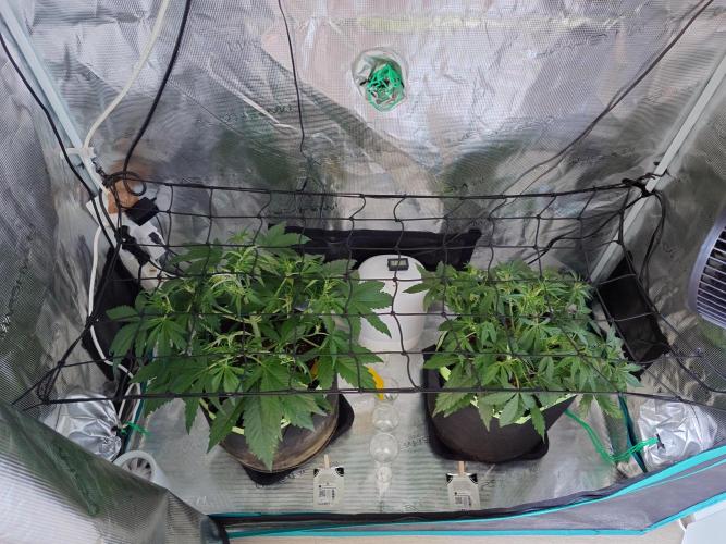 Guava Runtz - Indoor. Week 4
