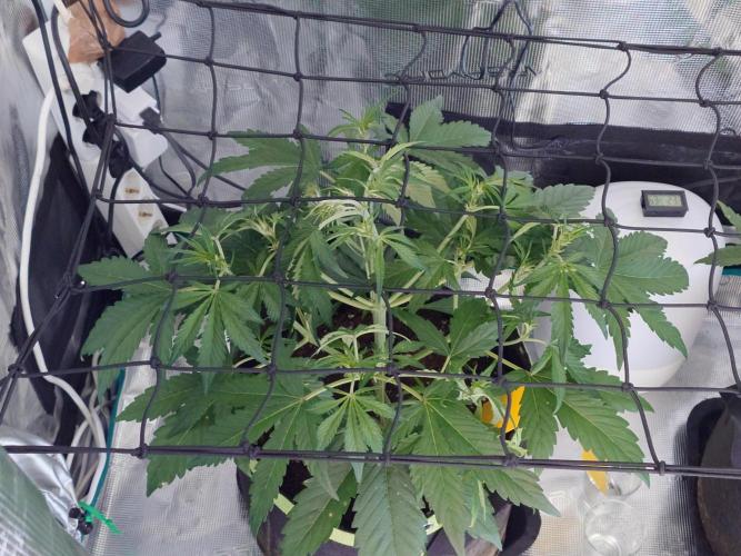 Guava Runtz - Indoor. Week 4