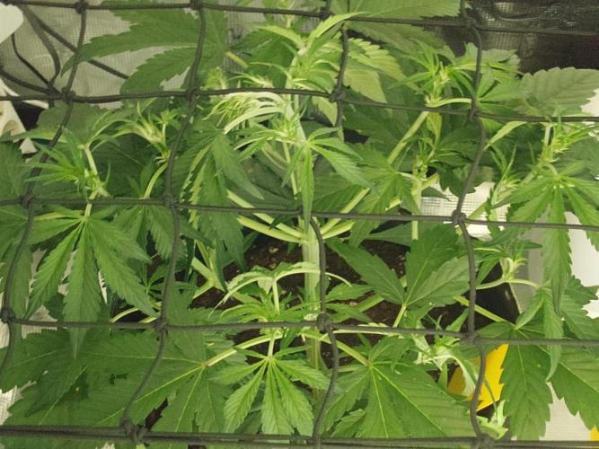 Guava Runtz - Indoor. Week 4
