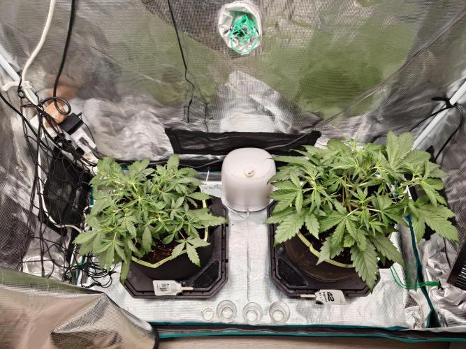 Guava Runtz - Indoor. Week 4