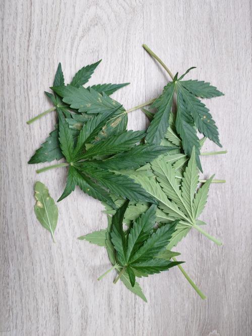 Guava Runtz - Indoor. Week 4