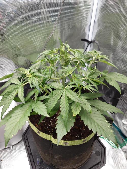 Guava Runtz - Indoor. Week 4