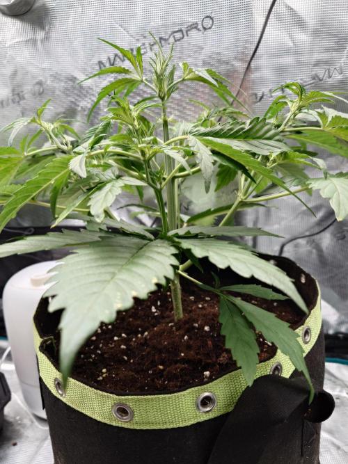 Guava Runtz - Indoor. Week 4