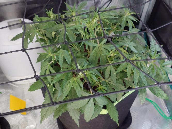 Guava Sundae - Indoor Grow. Week 4