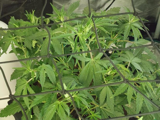Guava Sundae - Indoor Grow. Week 4