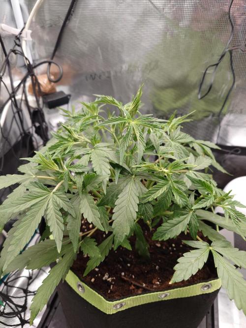 Guava Sundae - Indoor Grow. Week 4