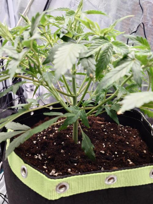 Guava Sundae - Indoor Grow. Week 4
