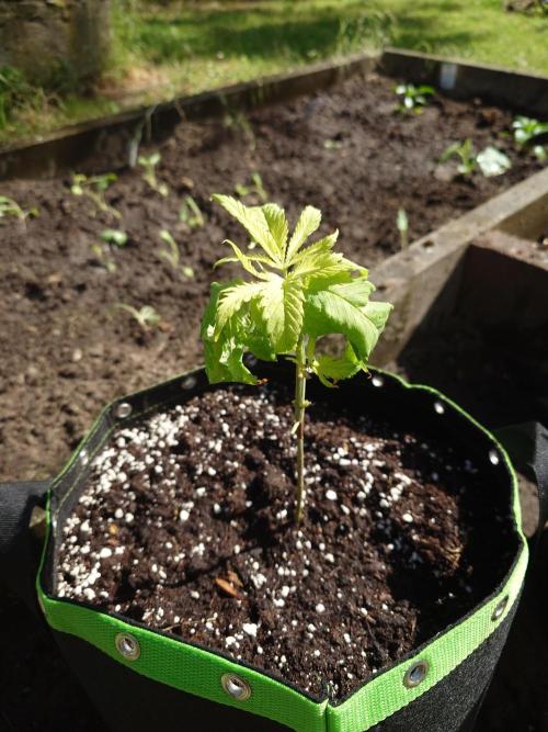 Granny´s Outdoor #1 - Fat Banana. Week 9