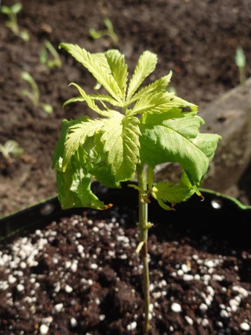 Granny´s Outdoor #1 - Fat Banana. Week 9