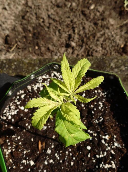 Fat Banana. Week 9