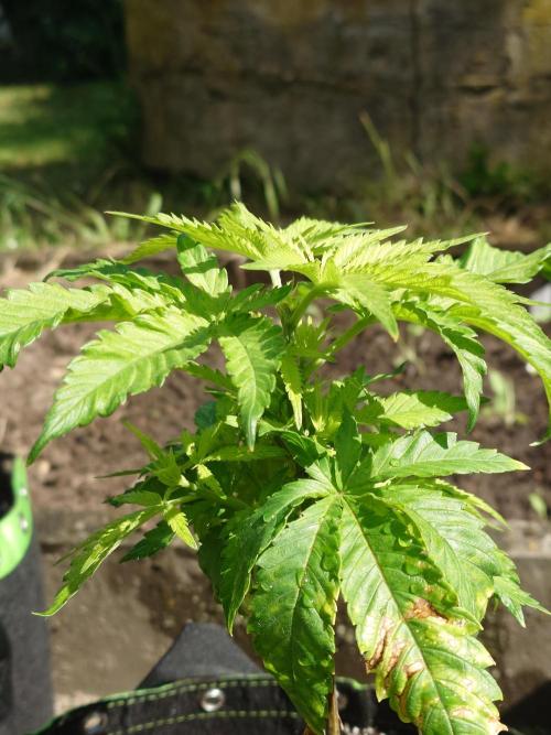 Granny´s Outdoor #2 - Somango. Week 9
