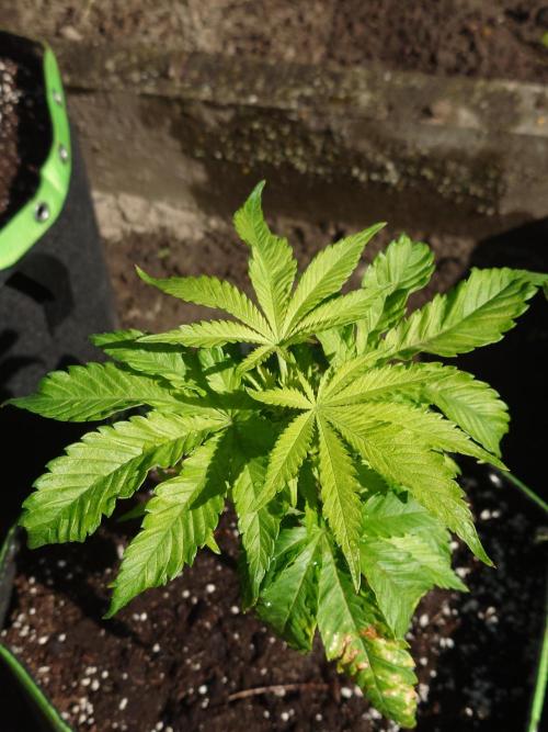 Granny´s Outdoor #2 - Somango. Week 9