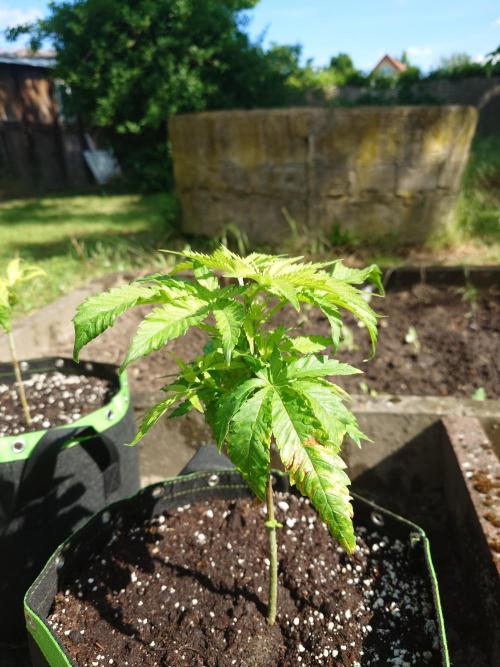Granny´s Outdoor #2 - Somango. Week 9