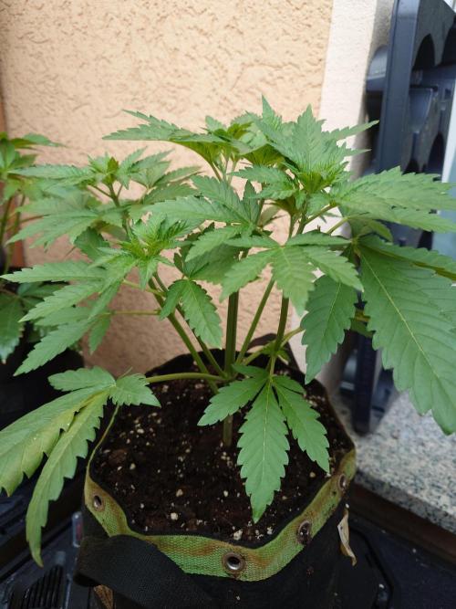 Watermelon - Out and In. Week 5