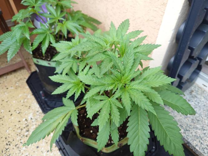 Watermelon - Out and In. Week 5