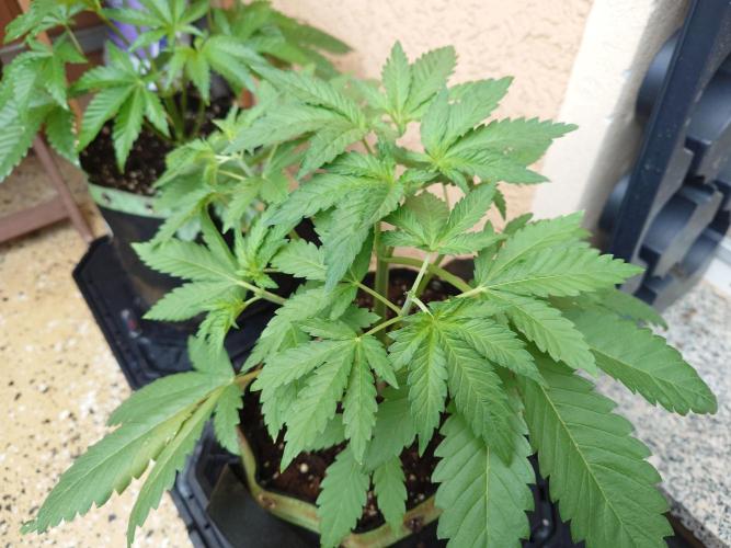 Watermelon - Out and In. Week 5