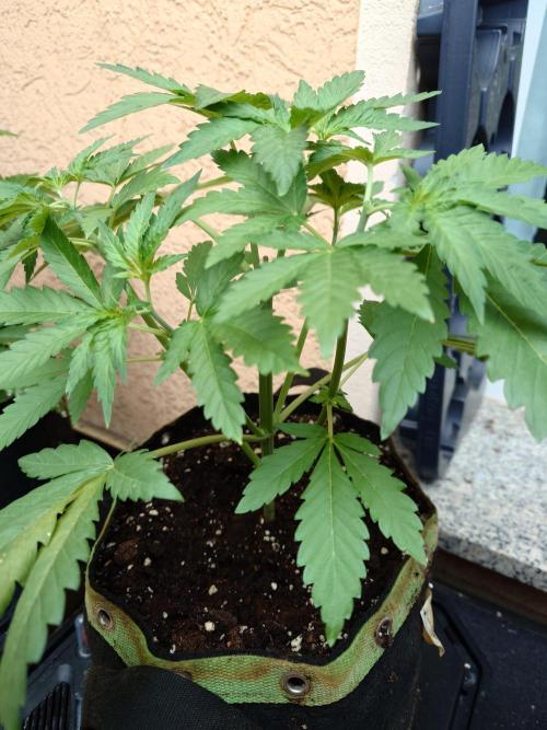 Watermelon - Out and In. Week 5