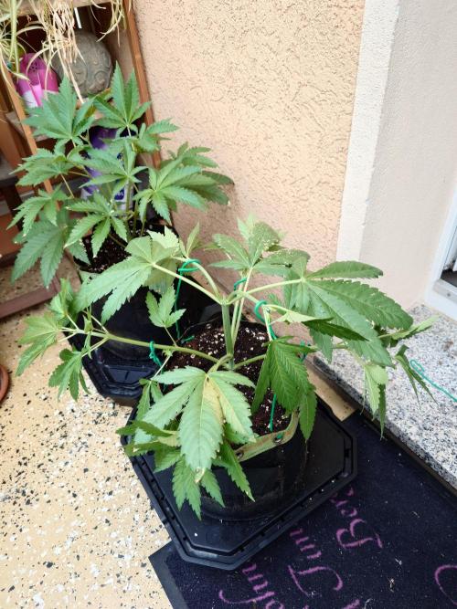 Watermelon - Out and In. Week 5