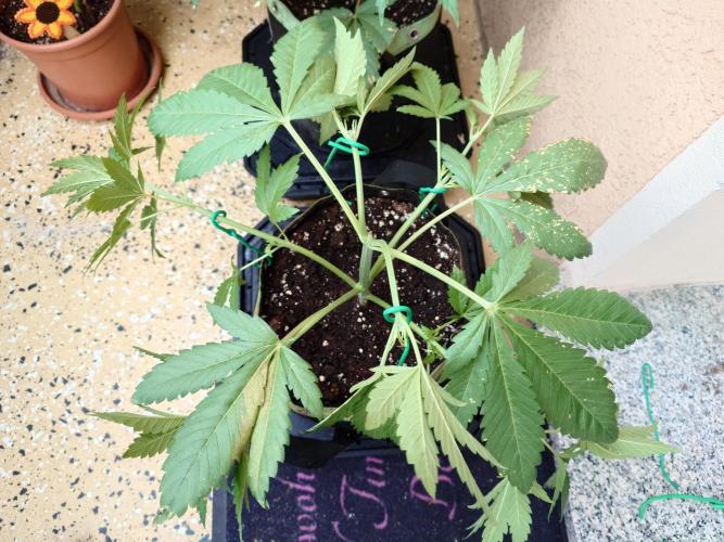 Watermelon - Out and In. Week 5