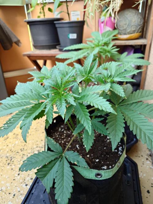 Radical Juice - Out and In. Week 5