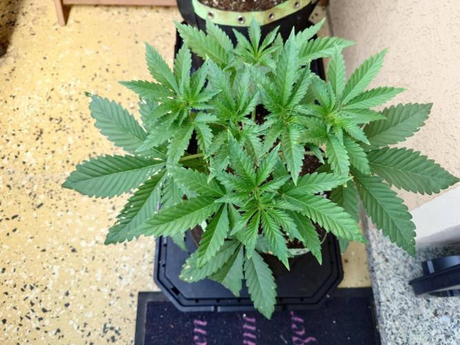 Radical Juice - Out and In. Week 5