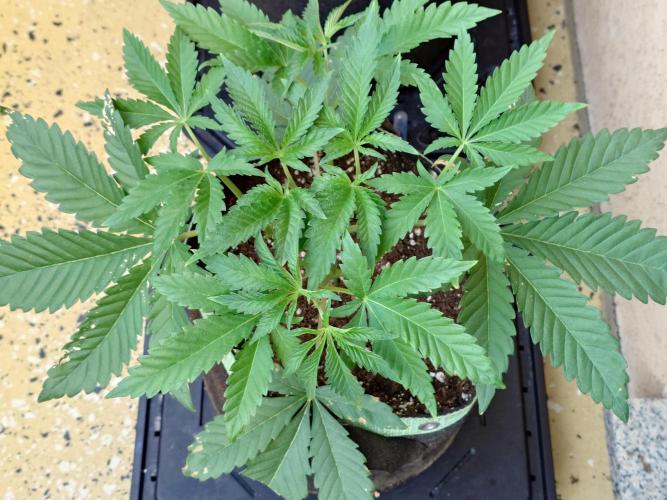 Radical Juice - Out and In. Week 5