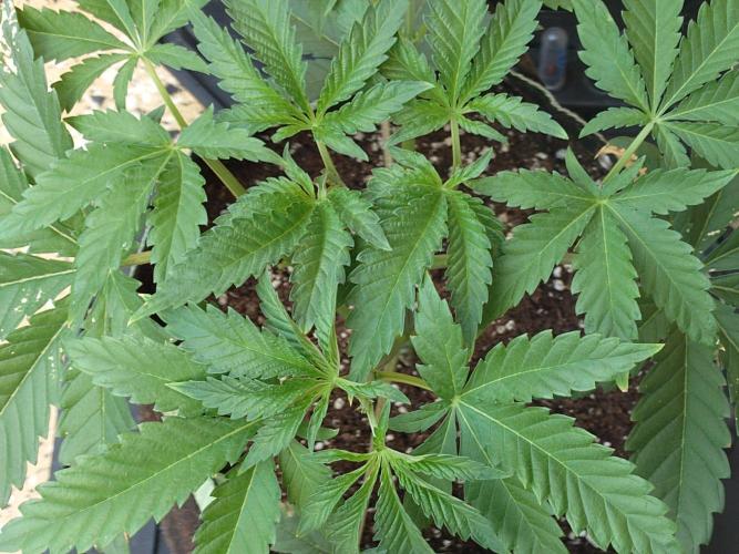 Radical Juice - Out and In. Week 5