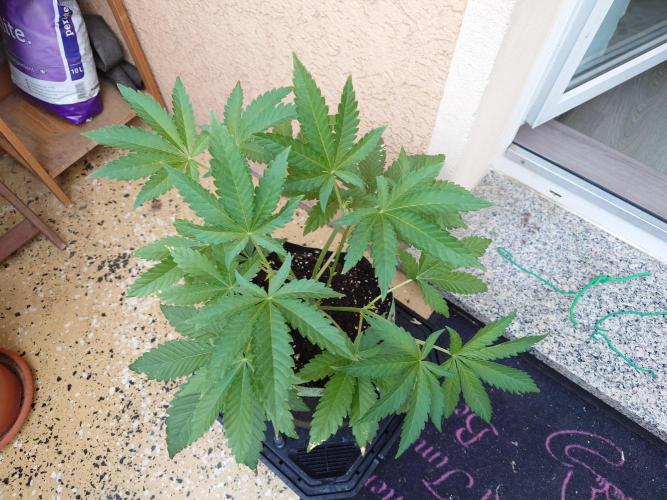 Radical Juice - Out and In. Week 5