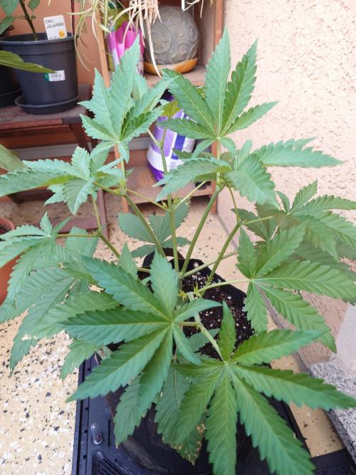 Radical Juice - Out and In. Week 5