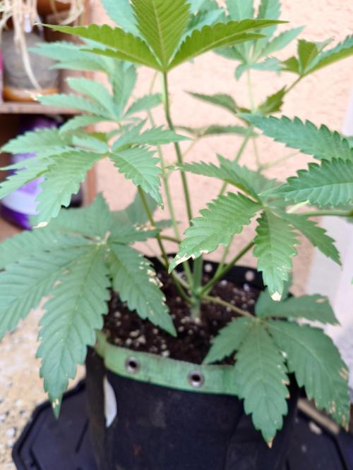 Radical Juice - Out and In. Week 5