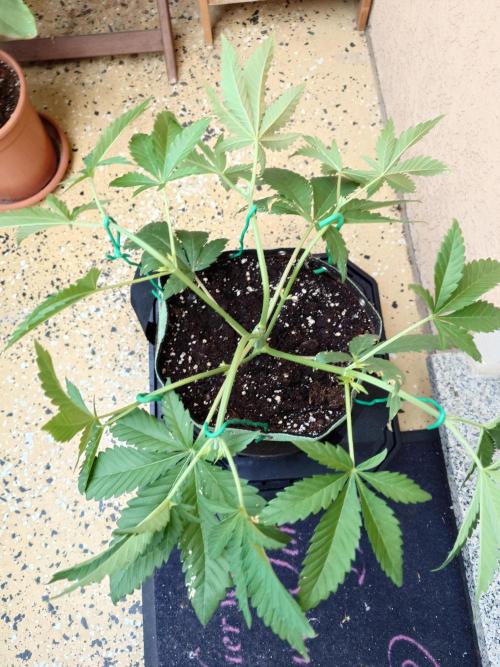 Radical Juice - Out and In. Week 5