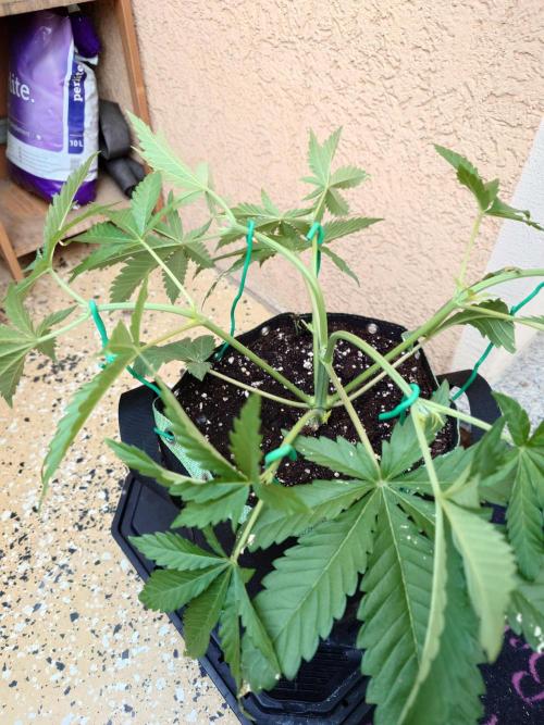 Radical Juice. Week 5