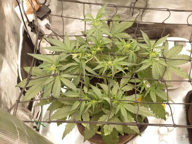Guava Runtz - Indoor. Week 5