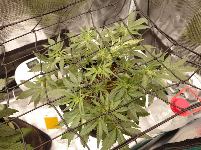 Guava Runtz - Indoor. Week 5