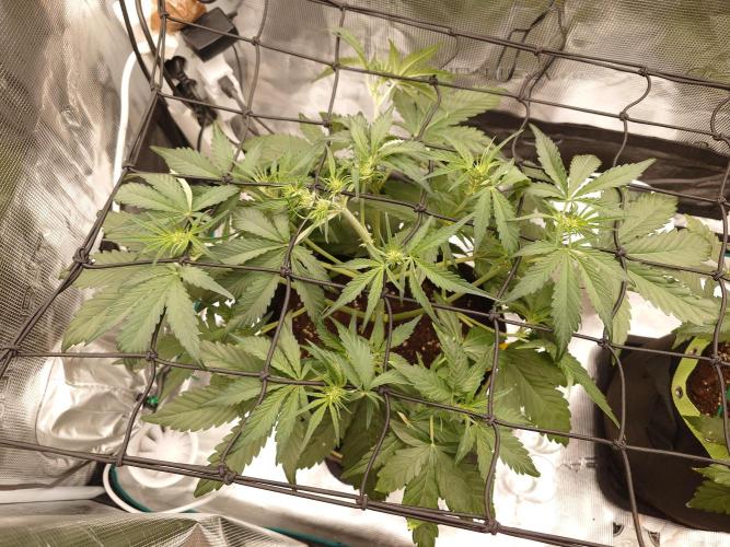 Guava Runtz - Indoor. Week 5