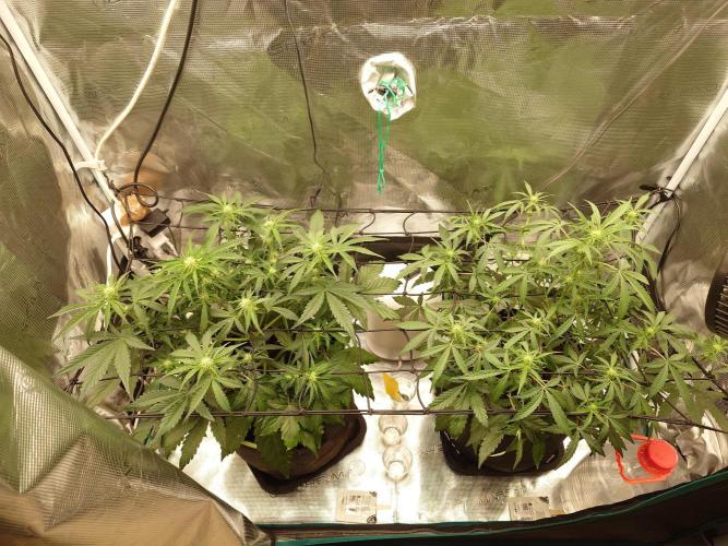 Guava Runtz - Indoor. Week 5