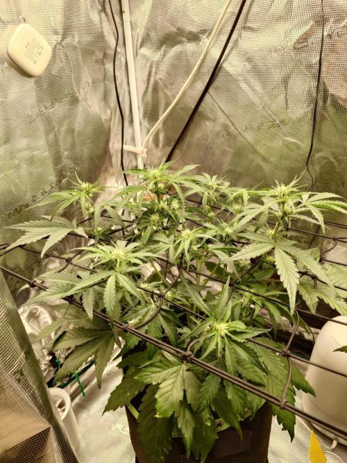 Guava Runtz - Indoor. Week 5