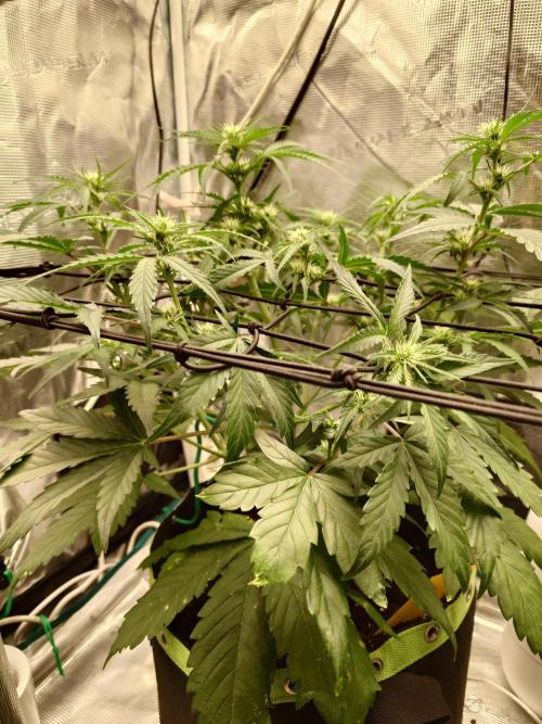 Guava Runtz - Indoor. Week 5