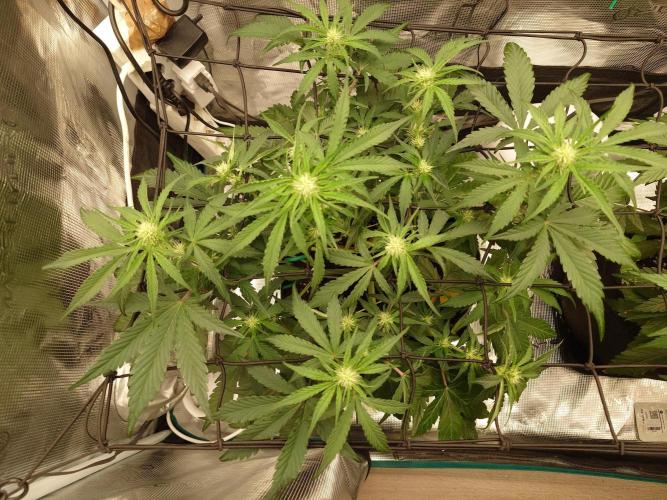 Guava Runtz - Indoor. Week 5