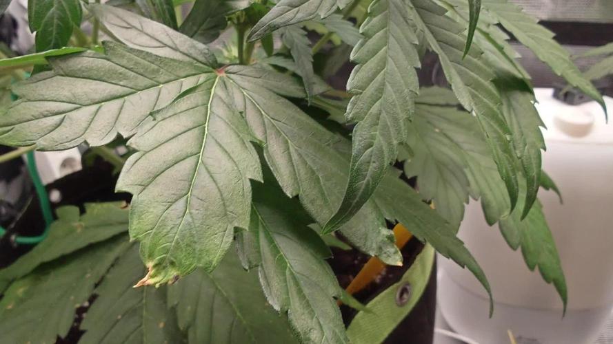 Guava Runtz - Indoor