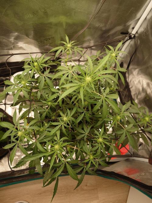 Guava Sundae - Indoor Grow. Week 5