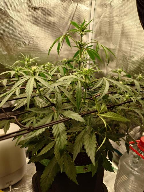 Guava Sundae - Indoor Grow. Week 5