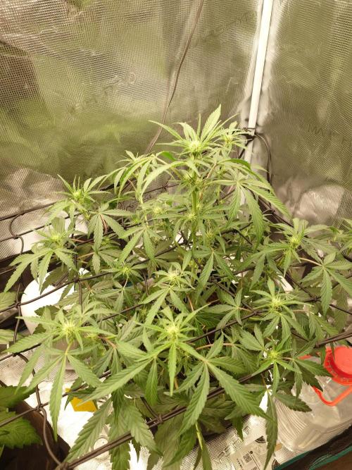Guava Sundae - Indoor Grow. Week 5