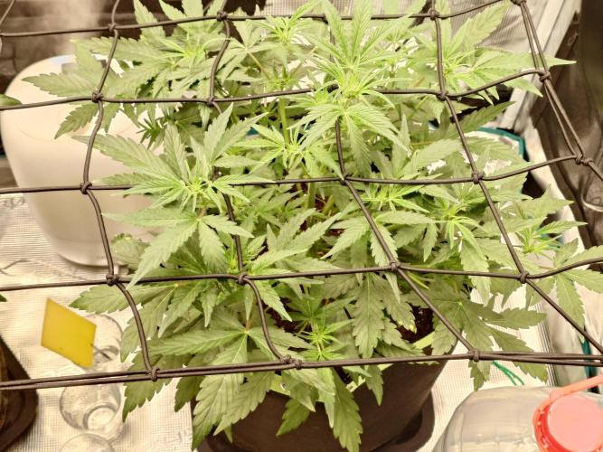 Guava Sundae - Indoor Grow. Week 5